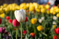 Flower Photos at Floriade