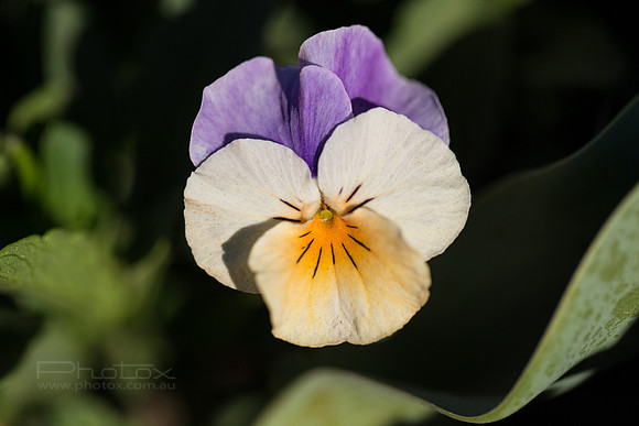 Flower Photos at Floriade