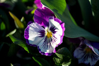 Flower Photos at Floriade