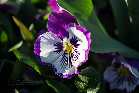 Flower Photos at Floriade