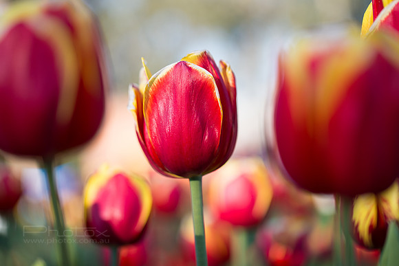 Flower Photos at Floriade