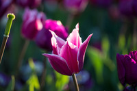Flower Photos at Floriade