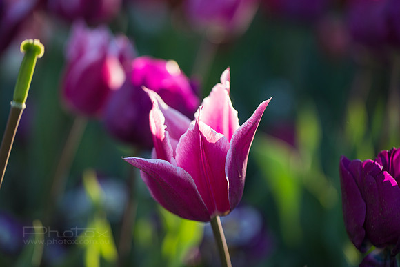 Flower Photos at Floriade