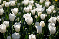Flower Photos at Floriade