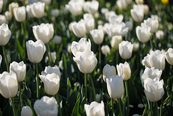 Flower Photos at Floriade