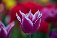 Flower Photos at Floriade