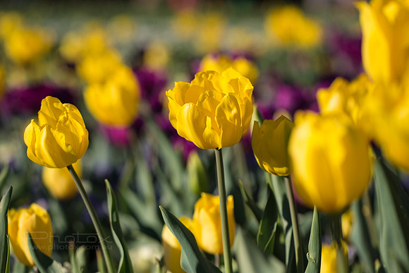 Flower Photos at Floriade