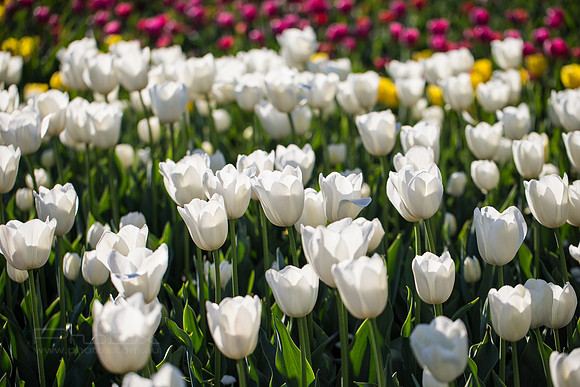 Flower Photos at Floriade