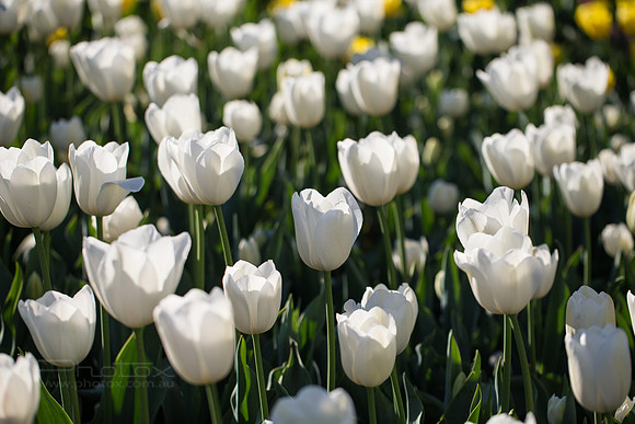 Flower Photos at Floriade