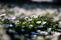 Flower Photos at Floriade