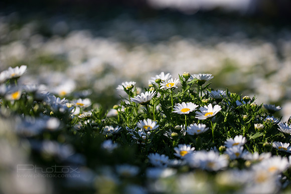 Flower Photos at Floriade