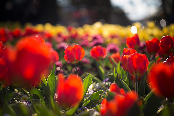 Flower Photos at Floriade