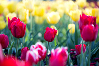 Flower Photos at Floriade