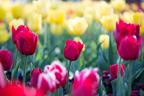 Flower Photos at Floriade