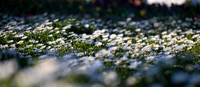 Flower Photos at Floriade