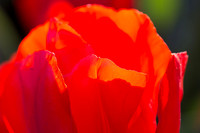 Flower Photos at Floriade