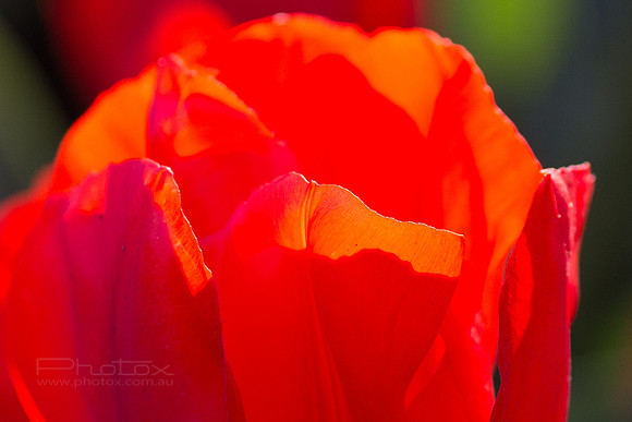 Flower Photos at Floriade