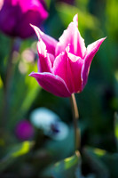 Flower Photos at Floriade