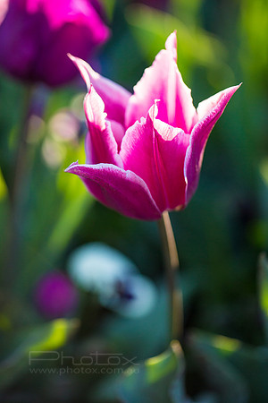 Flower Photos at Floriade