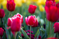 Flower Photos at Floriade