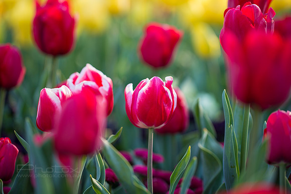 Flower Photos at Floriade