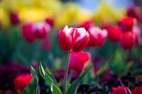 Flower Photos at Floriade