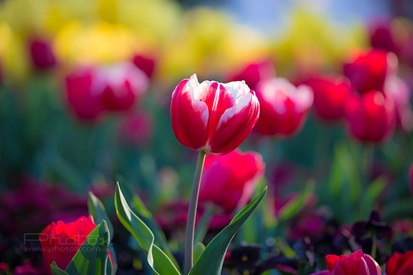 Flower Photos at Floriade