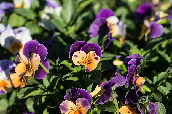 Flower Photos at Floriade
