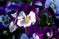 Flower Photos at Floriade