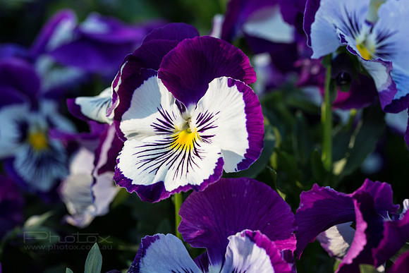Flower Photos at Floriade
