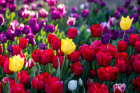 Flower Photos at Floriade