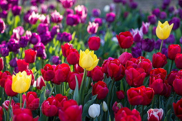 Flower Photos at Floriade