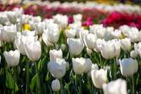 Flower Photos at Floriade