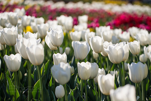 Flower Photos at Floriade